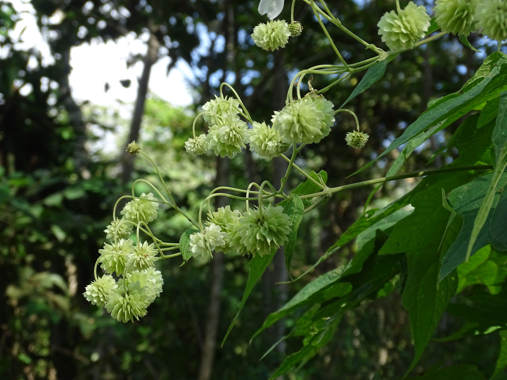 Montanoa hibiscifolia